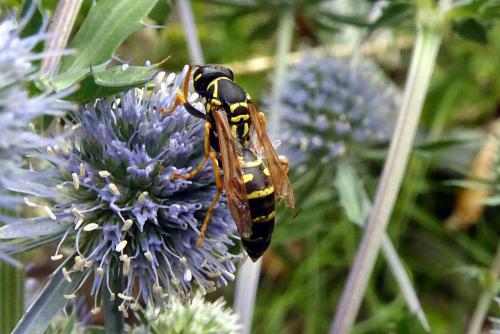 Polistes sp.